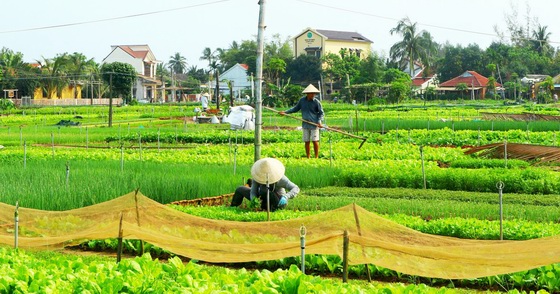 Tra Que Vegetable Village Hoi An