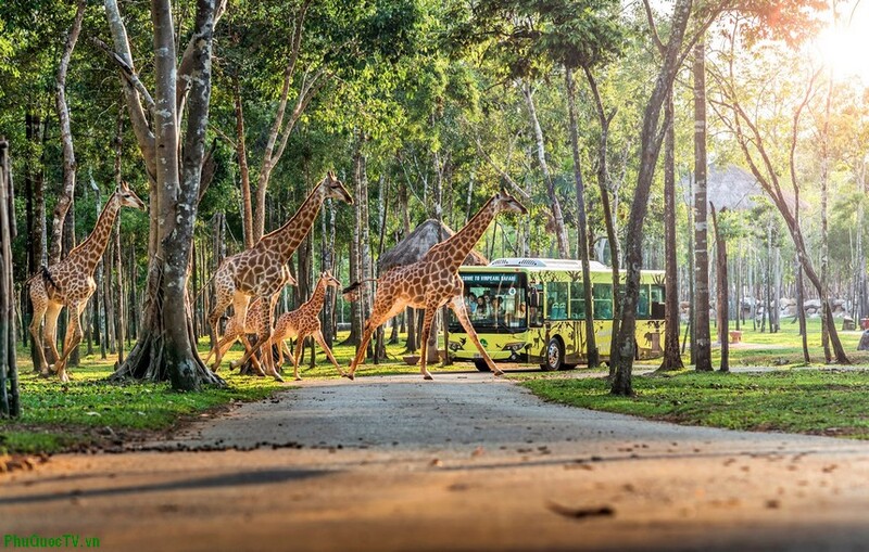 Safari Phu Quoc Safari Phu Quoc