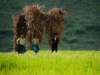 Vietnam Travel 51